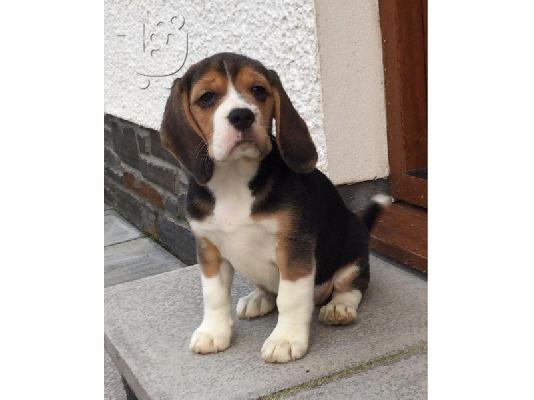 Διαθέσιμα κουτάβια Beagle