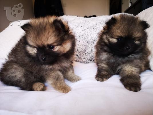 PoulaTo: Pomeranian Puppies προς πώληση
