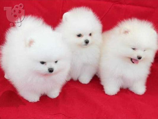 PoulaTo: Pomeranian Puppies Έτοιμα