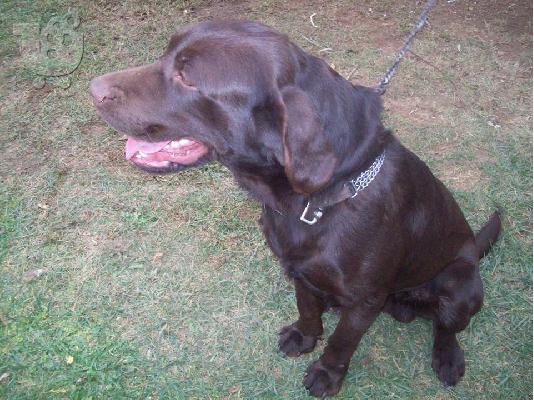Καθαρόαιμο σοκολατί labrador retreiver χαριζεται