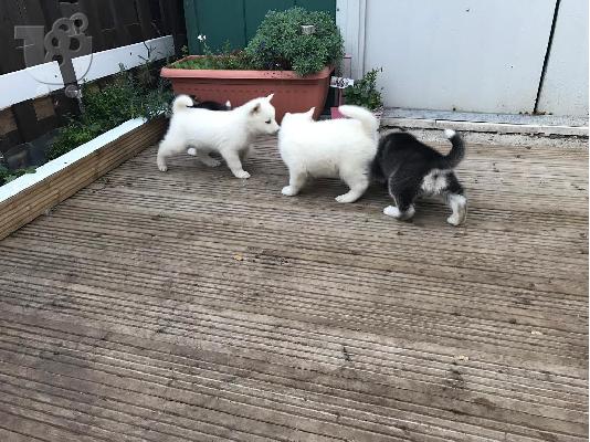PoulaTo: Αξιολάτρευτο Σιβηρίας Husky Pups προς πώληση
