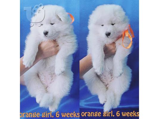 Διαθέσιμα όμορφα κουτάβια Samoyed