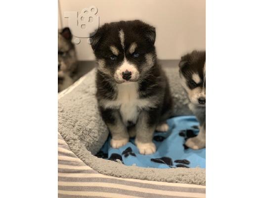 PoulaTo: Διατίθενται όμορφα κουτάβια Pomsky.