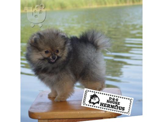PoulaTo: Κουτάβια Pomeranian Spitz