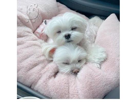 Η Pedigree Maltese Fija γέννησε 4 υγιή κουτάβια. Και οι δύο