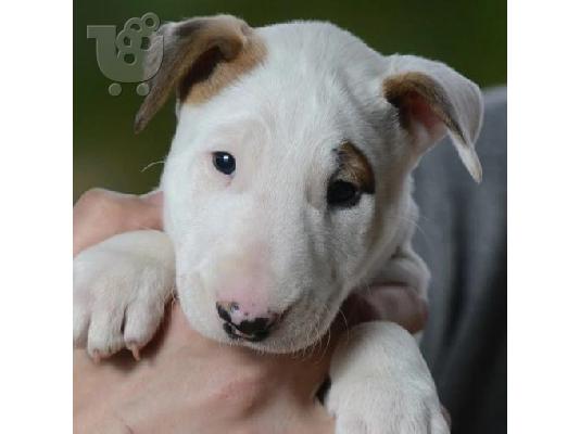 Standard Bull Terrier κουτάβια