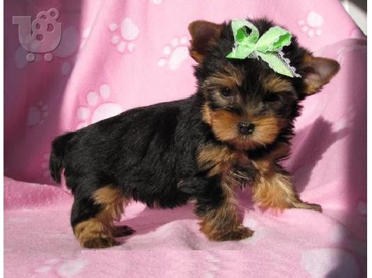 Υγιείς Yorkie Pups