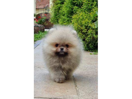 Pomeranian Boo θηλυκό