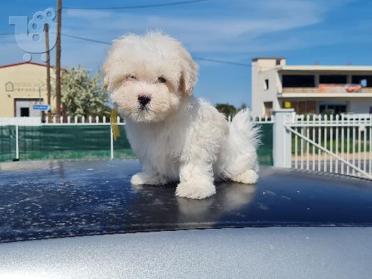 PoulaTo: Havanese