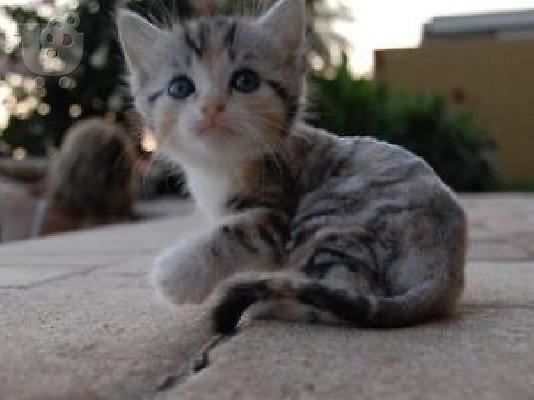 PoulaTo: Δύο φοβερά κουτάβια Pomeranian T-Cup