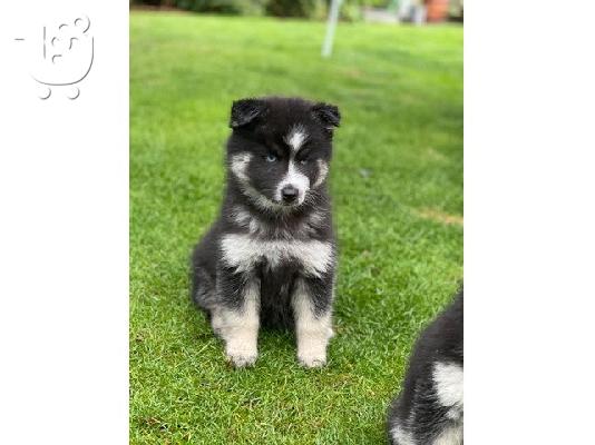Πωλούνται κουτάβια Pomsky