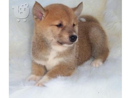 PoulaTo: Shiba Inu κουτάβια για την υιοθεσία