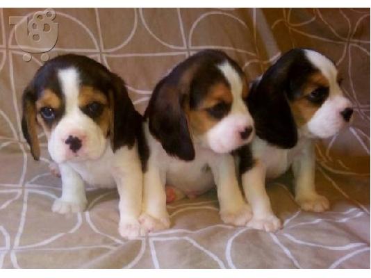 Εδώ παρουσιάζουμε τα υπέροχα κουτάβια Beagle μας έτοιμα...
