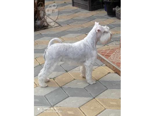 PoulaTo: Μινιατούρα Λευκό Schnauzer όμορφα κουτάβια