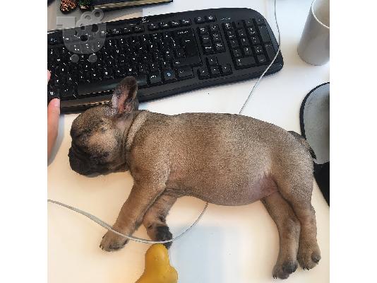 PoulaTo: Cachorros de bulldogge francés