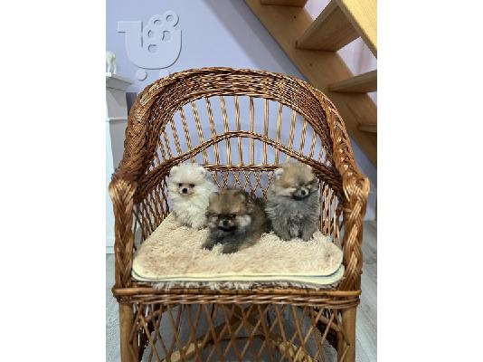 Pomeranians, κουτάβια κορυφαίων γραμμών αίματος και ομορφιάς...