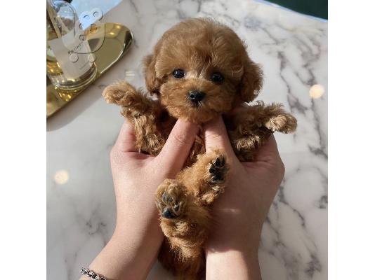 PoulaTo: Καθαρόαιμα κουτάβια Poodle