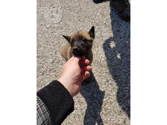 PoulaTo: Malinois – Μαλινουά