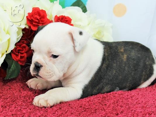 PoulaTo: Καταπληκτικό αρσενικό και θηλυκό ENGLISH Bulldog