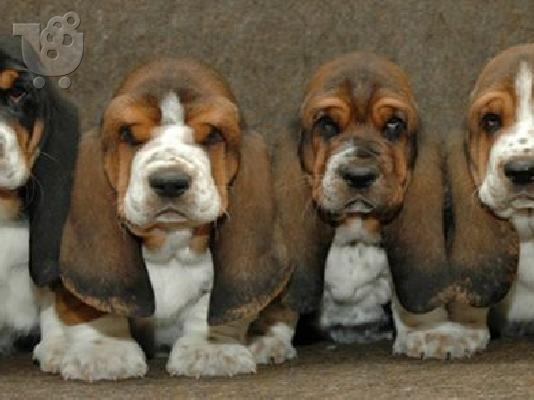 PoulaTo: basset hound