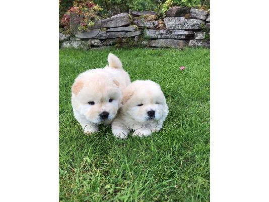 Διατίθενται μωρά Chow Chow