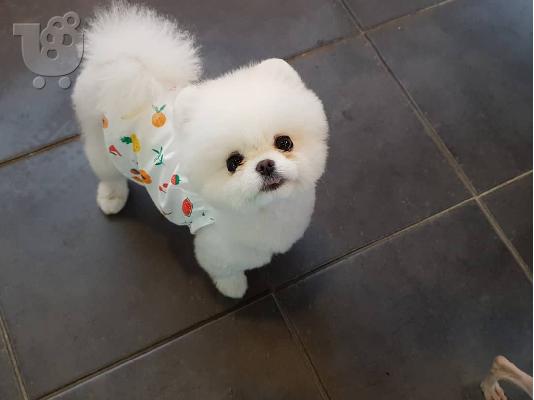 PoulaTo: Καθαρόαιμα κουτάβια Pomeranian