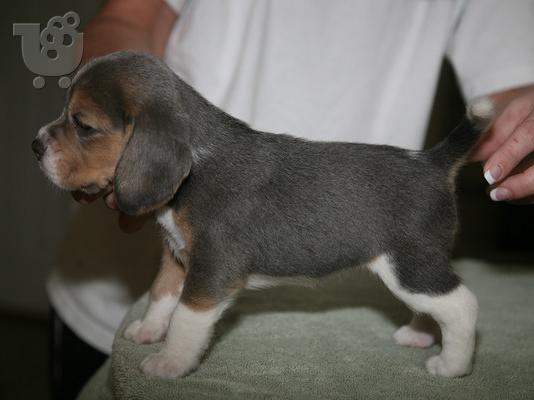 PoulaTo: κουτάβια ράτσα BEAGLE-