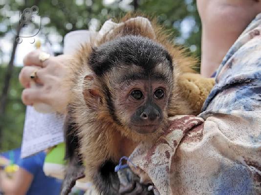 Ómorfi maïmoú Capuchin for Adoption steílte mas mínyma sto