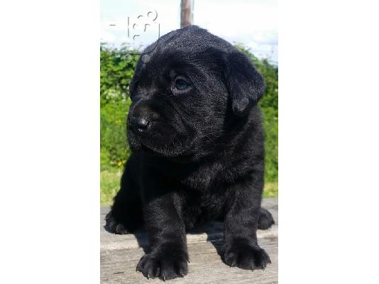 PoulaTo: Labrador Retriever Σκύλοι και κουτάβια προς πώληση