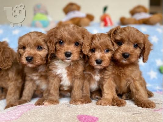 Κουτάβια Cavapoo για υιοθεσία