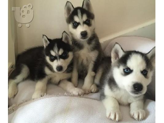 PoulaTo: Siberian Husky