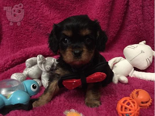 PoulaTo: Cavalier King Charles Puppies