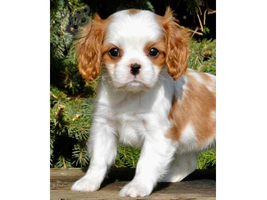 Cavalier King