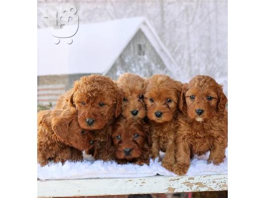 PoulaTo: Κουτάβια Labradoodle