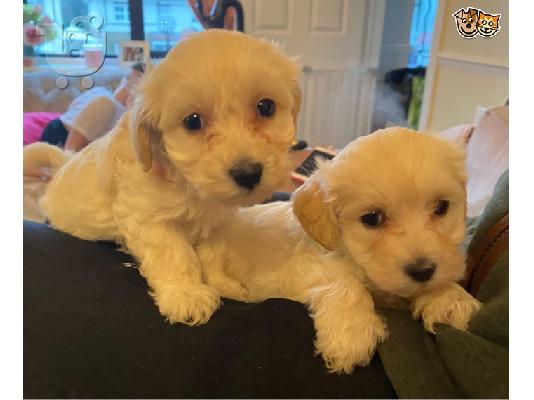PoulaTo: ljupki štenad maltipoo na prodaju