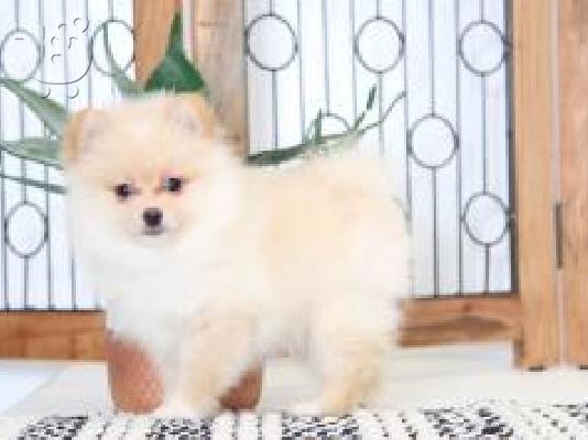 PoulaTo: Μικρό Pomeranian Puppy αρκουδάκι
