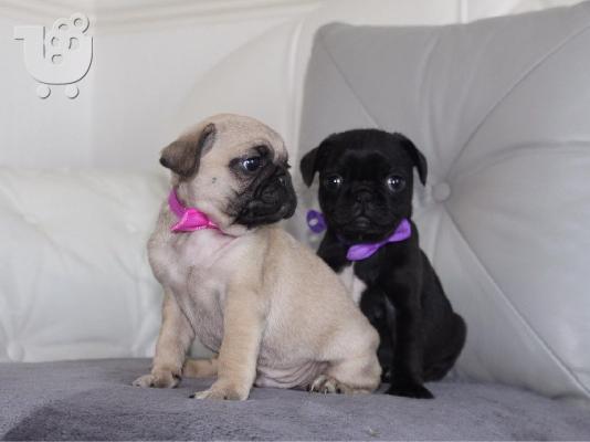 PoulaTo: Πανέμορφα κουτάβια Pug.