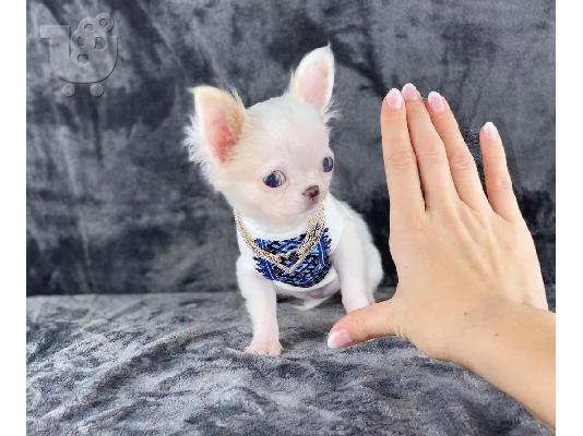 Όμορφα κουτάβια chihuahua
