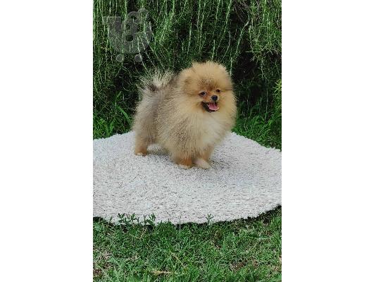 Pomeranian ΟΜΟΡΦΑ κουτάβια