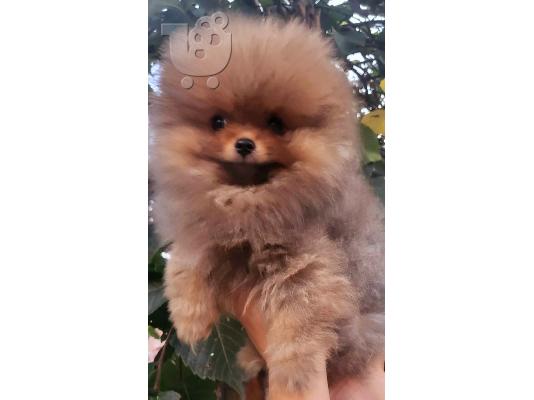 PoulaTo: Pomeranian Spitz κουτάβια