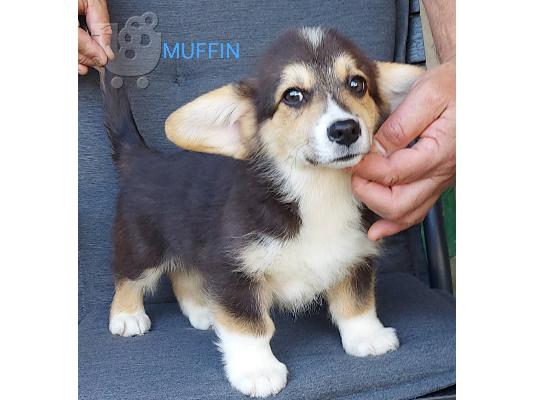 Pembroke Welsh Corgi κουτάβια
