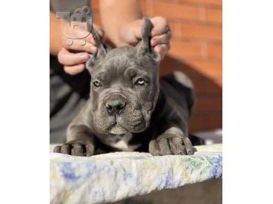 Cane Corso Kane Korso ΚΟΡΥΦΑΙΑ ΠΟΙΟΤΗΤΑ
