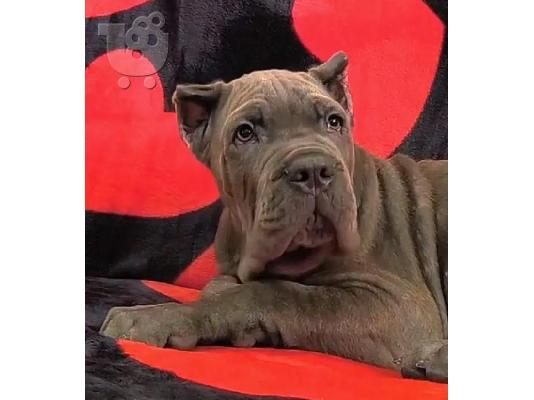 PoulaTo: Cane Corso Kane Korso ΚΟΡΥΦΑΙΑ ΠΟΙΟΤΗΤΑ