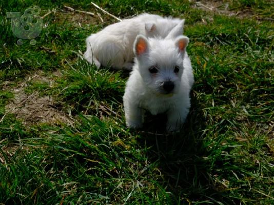PoulaTo: Kc Registered West Highland Terriers