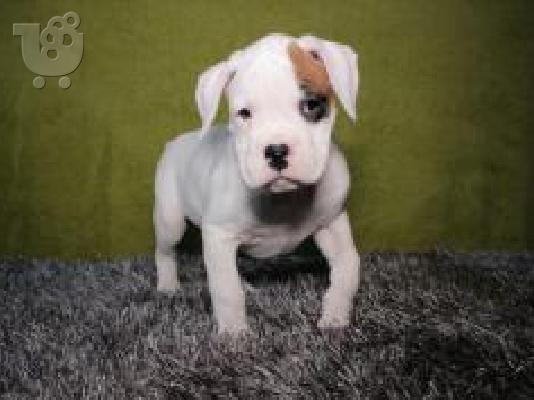 PoulaTo: BOXER