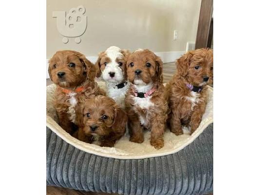 PoulaTo: κουτάβια Goldendoodle