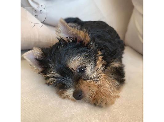 αγαπούν το Yorkie terrier έτοιμο για υιοθέτηση.