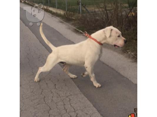 Dogo Argentino