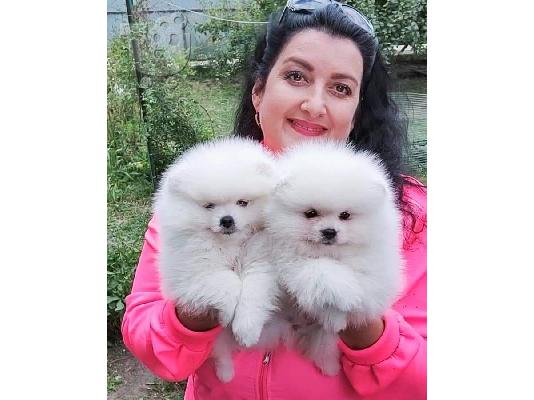 PoulaTo: Καταπληκτικά κουτάβια από Pomeranian
