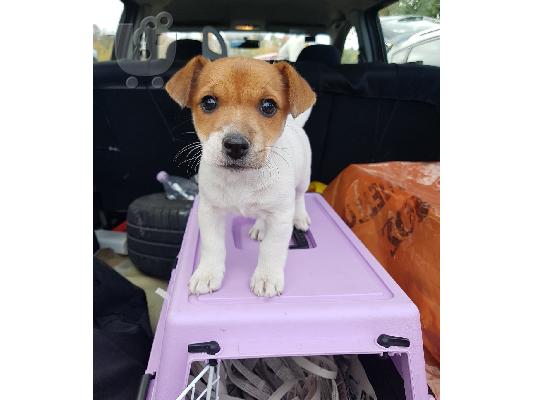 PoulaTo: Jack russell